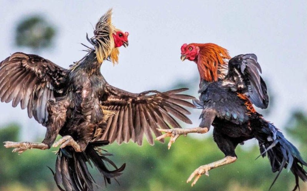 Các bước thực hiện đơn giản dễ hiểu