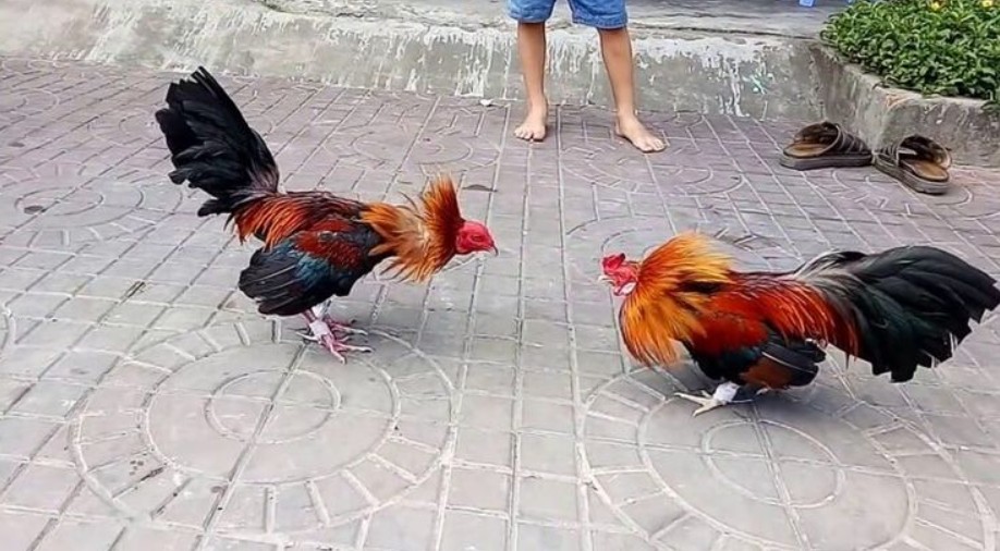 Kinh nghiệm xem đá gà trực tuyến hiệu quả
