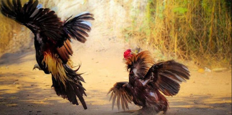 Phương pháp chọn gà chiến mang lại hiệu quả